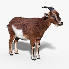 Goat (FUR)